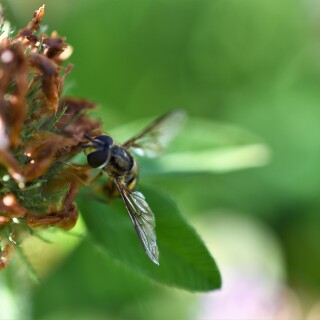 Macro-Bee