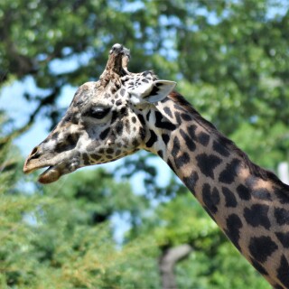 giraffe-profile