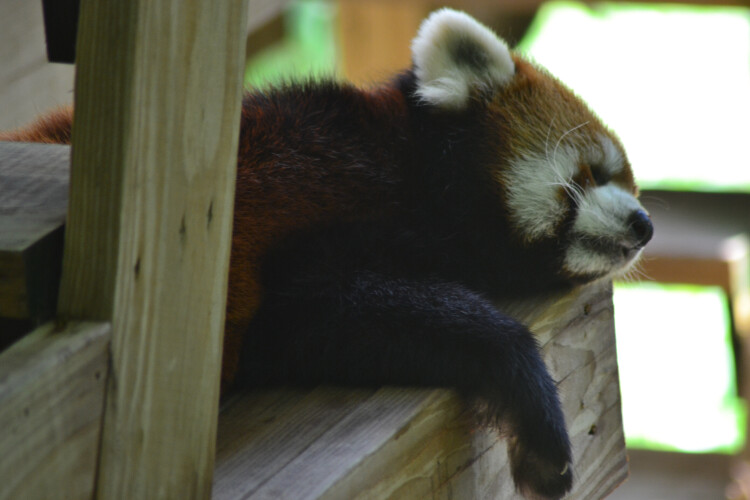 Red Panda at Roger Williams Zoo