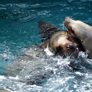 seals-playing