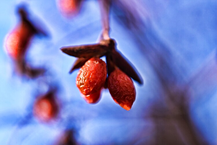 winter-berries.jpeg