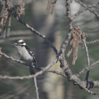 stock-photo-woody-the-woodpecker-67925225