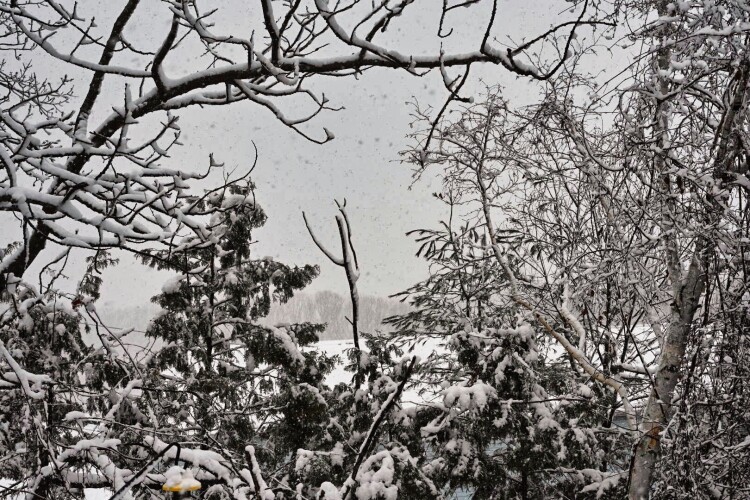 March-14-Snowy.jpeg