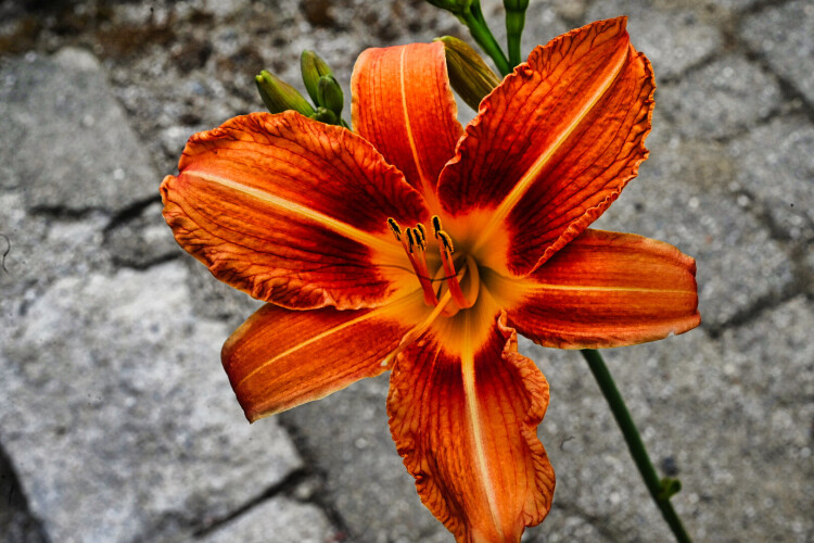 Orange-Lily.jpeg