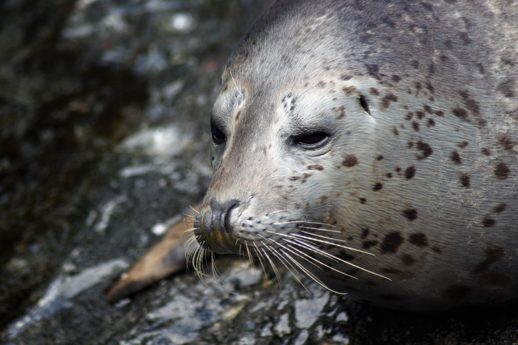 Seal.jpg