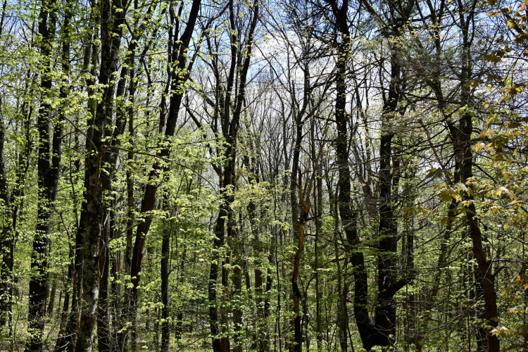 AD5535D7-289E-427B-ACFC-1159624D0E80_1_201_a.jpeg