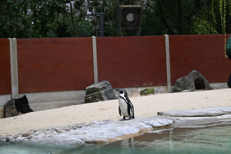 DSC_2485-1.jpg