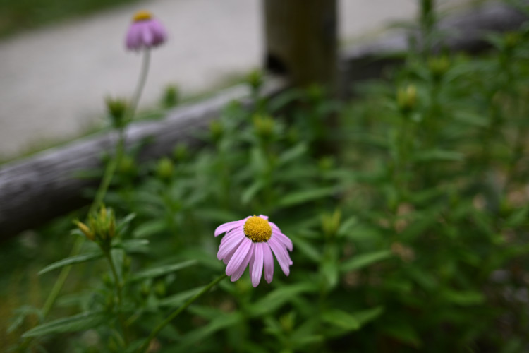 DSC_3079.jpg