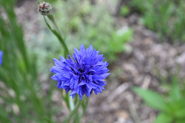 DSC_3113.jpg