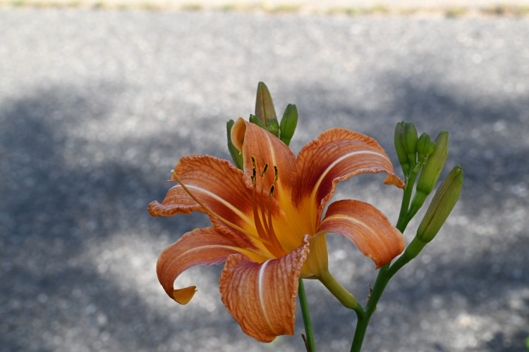 DSC_3181.jpg
