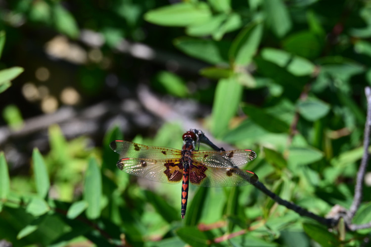 DSC_3338.jpg