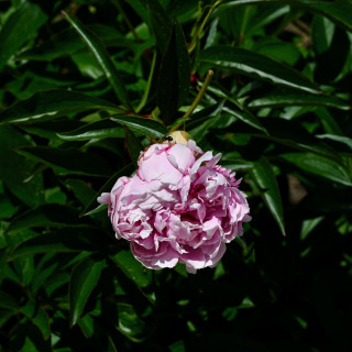 DSC_3072
