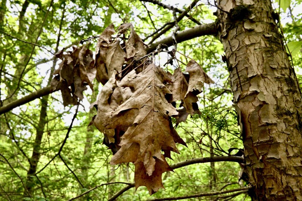 Hanging On
