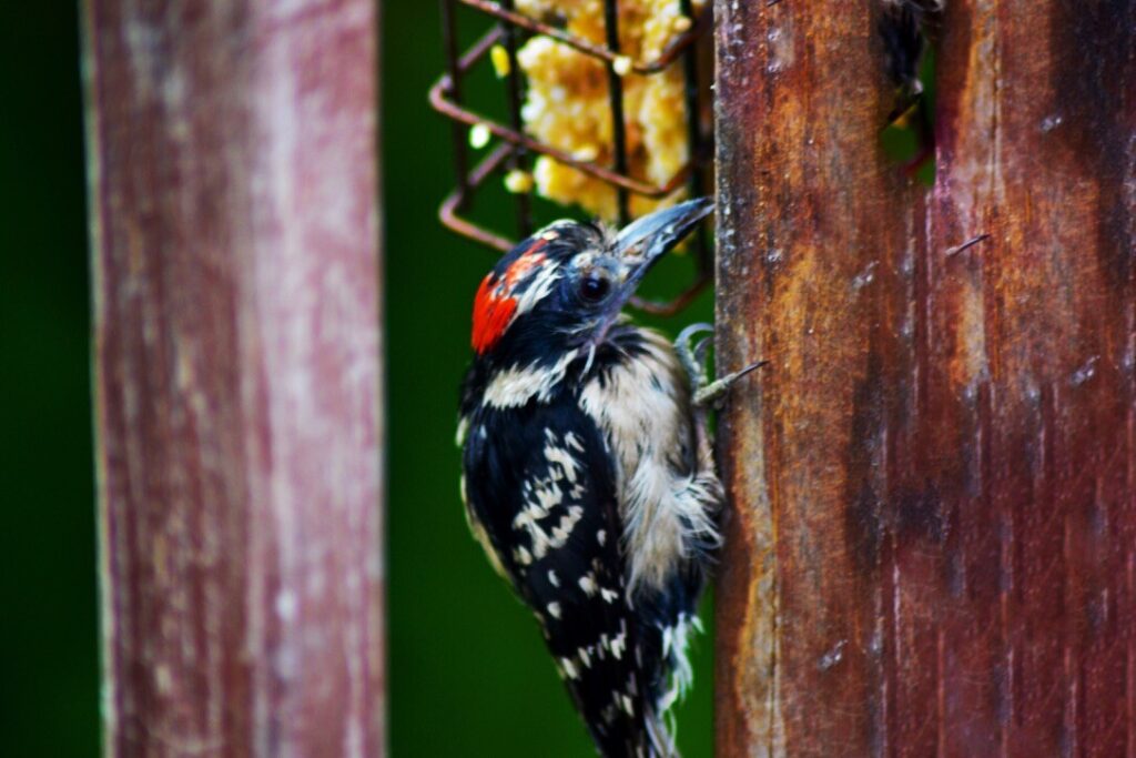 The Suet Seeker