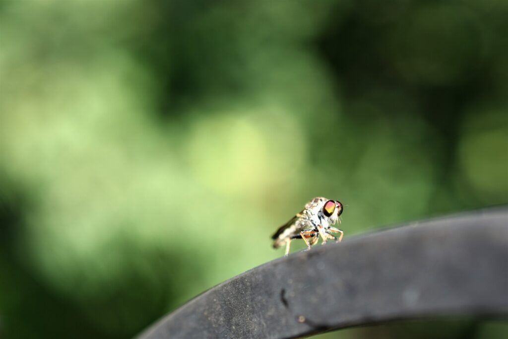 The Watcher