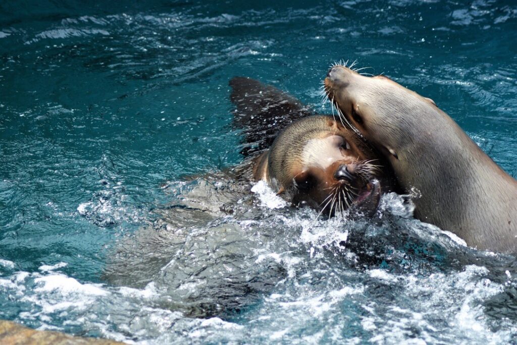 Splash and Play