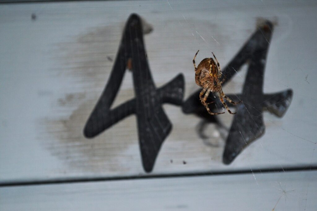 The Guardian of 44