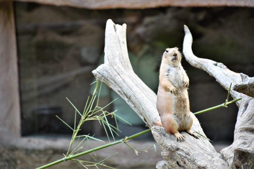 King of the Log