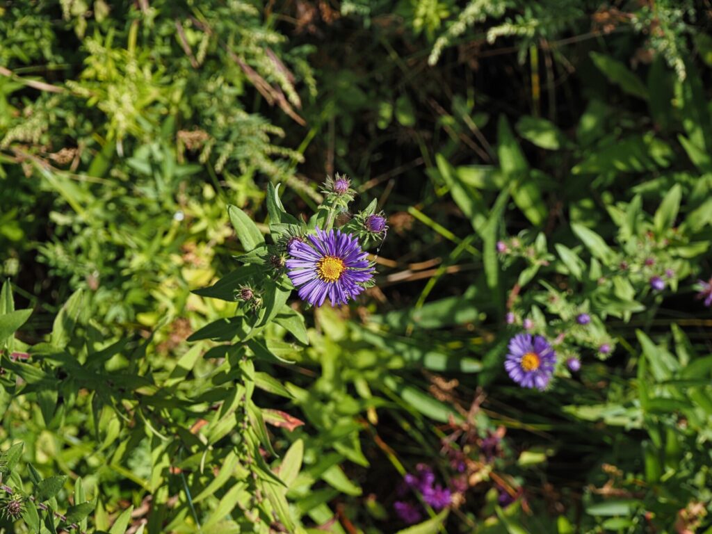 Purple Star
