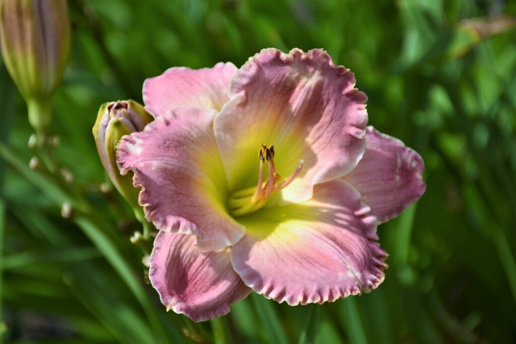 Pink Bloom