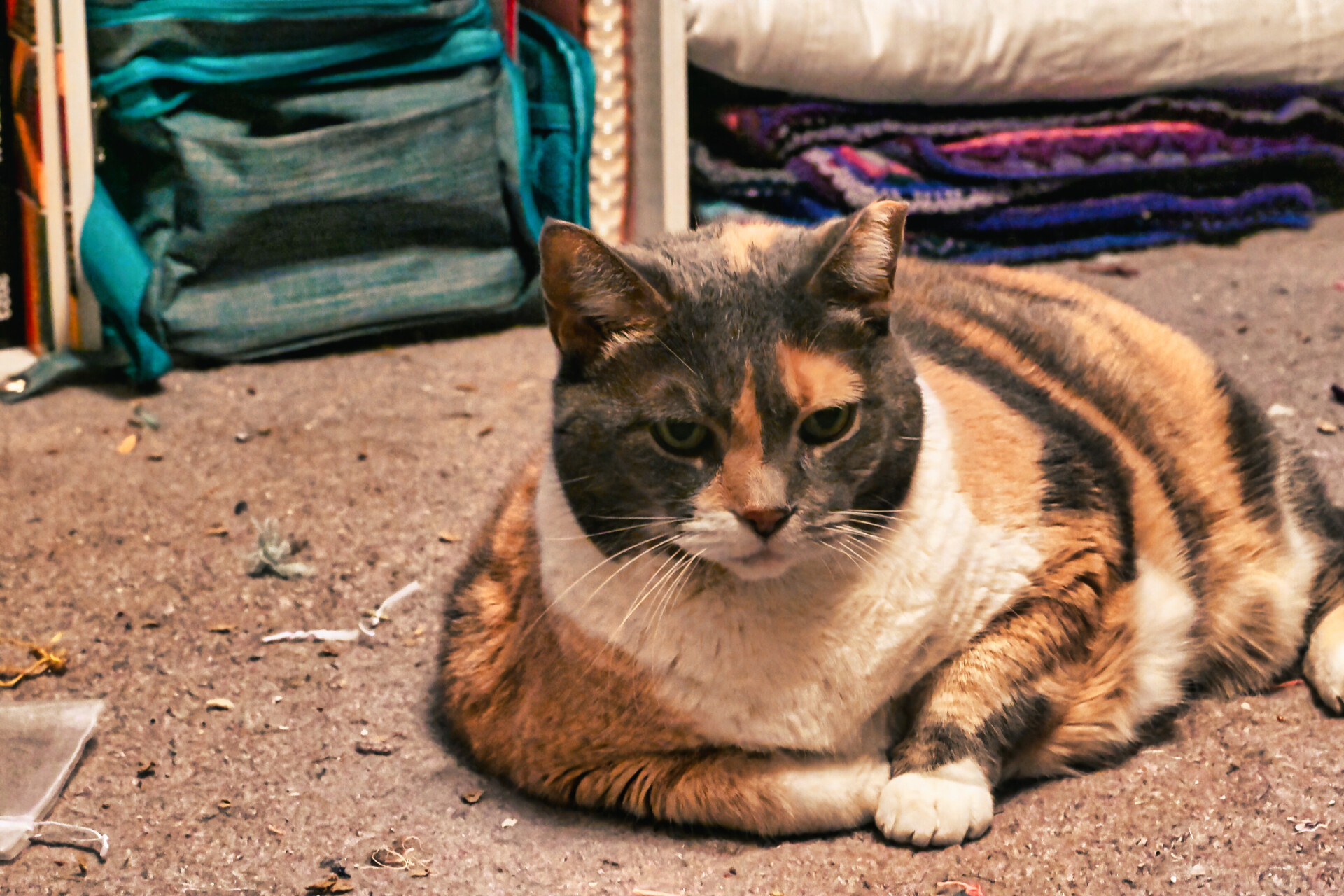 The Calico