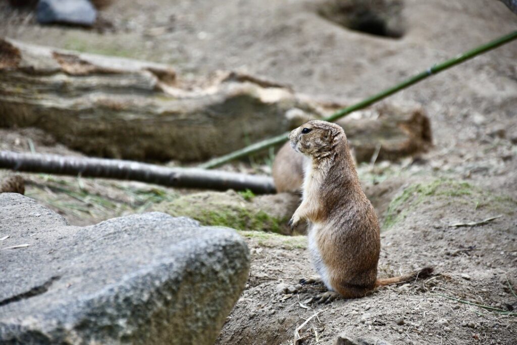 The Sentry