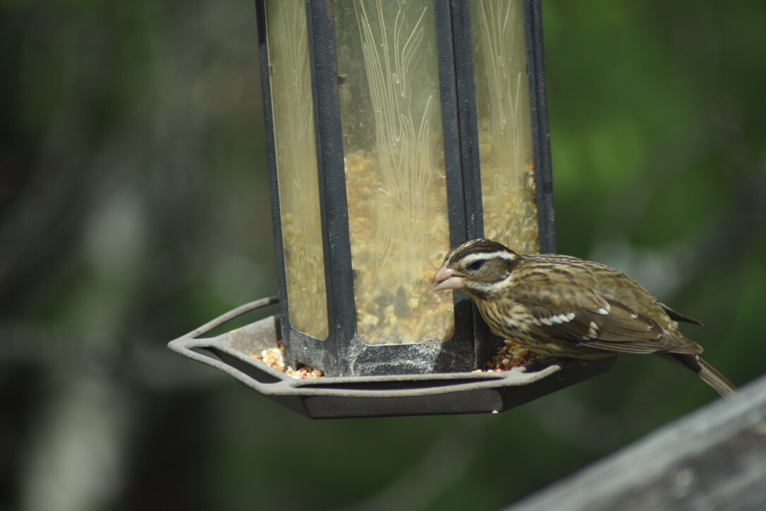 Striped Feathers