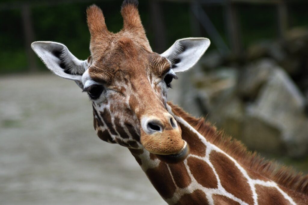 Giraffe