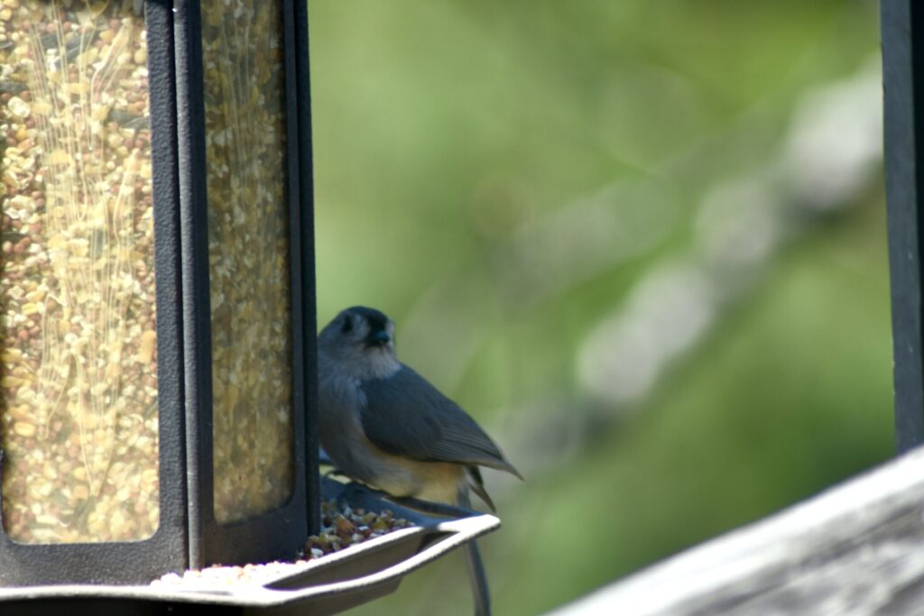The Hungry Visitor