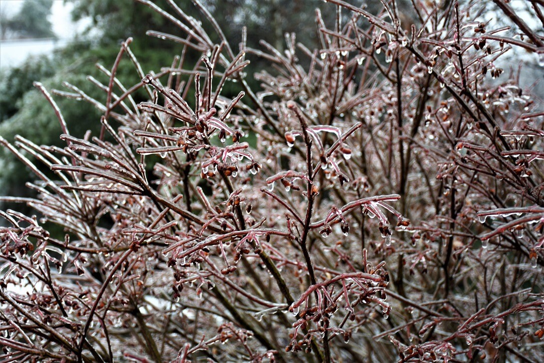 Frozen Branches