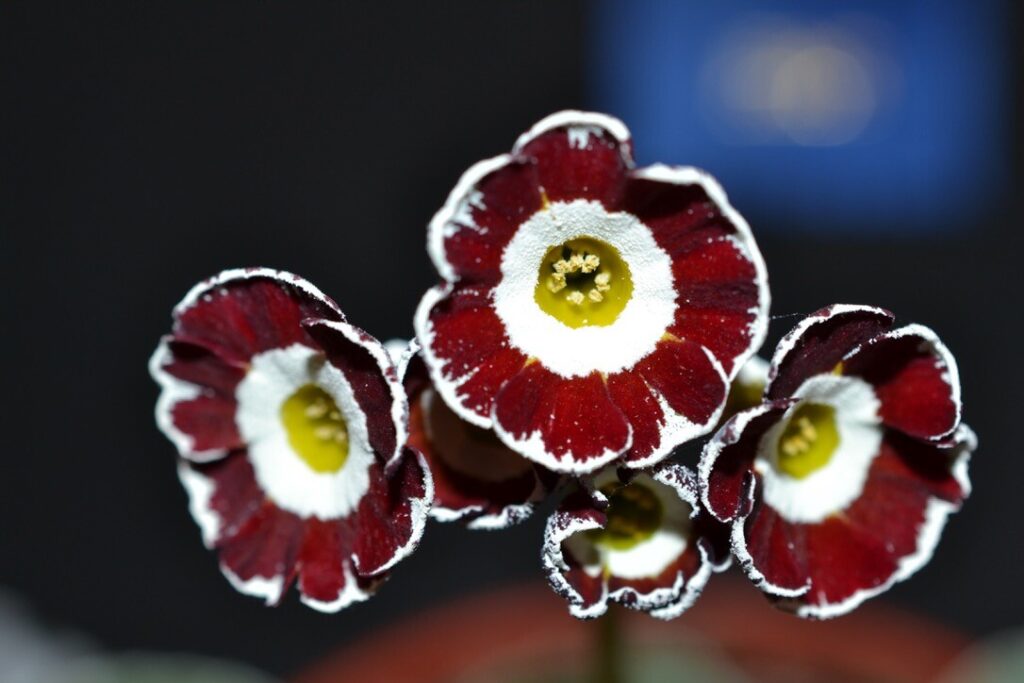 Velvet Circles