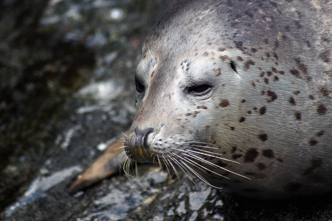 Wet Whiskers
