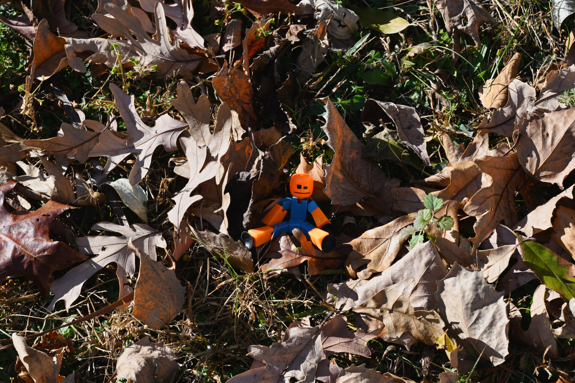 Lost in the Woods