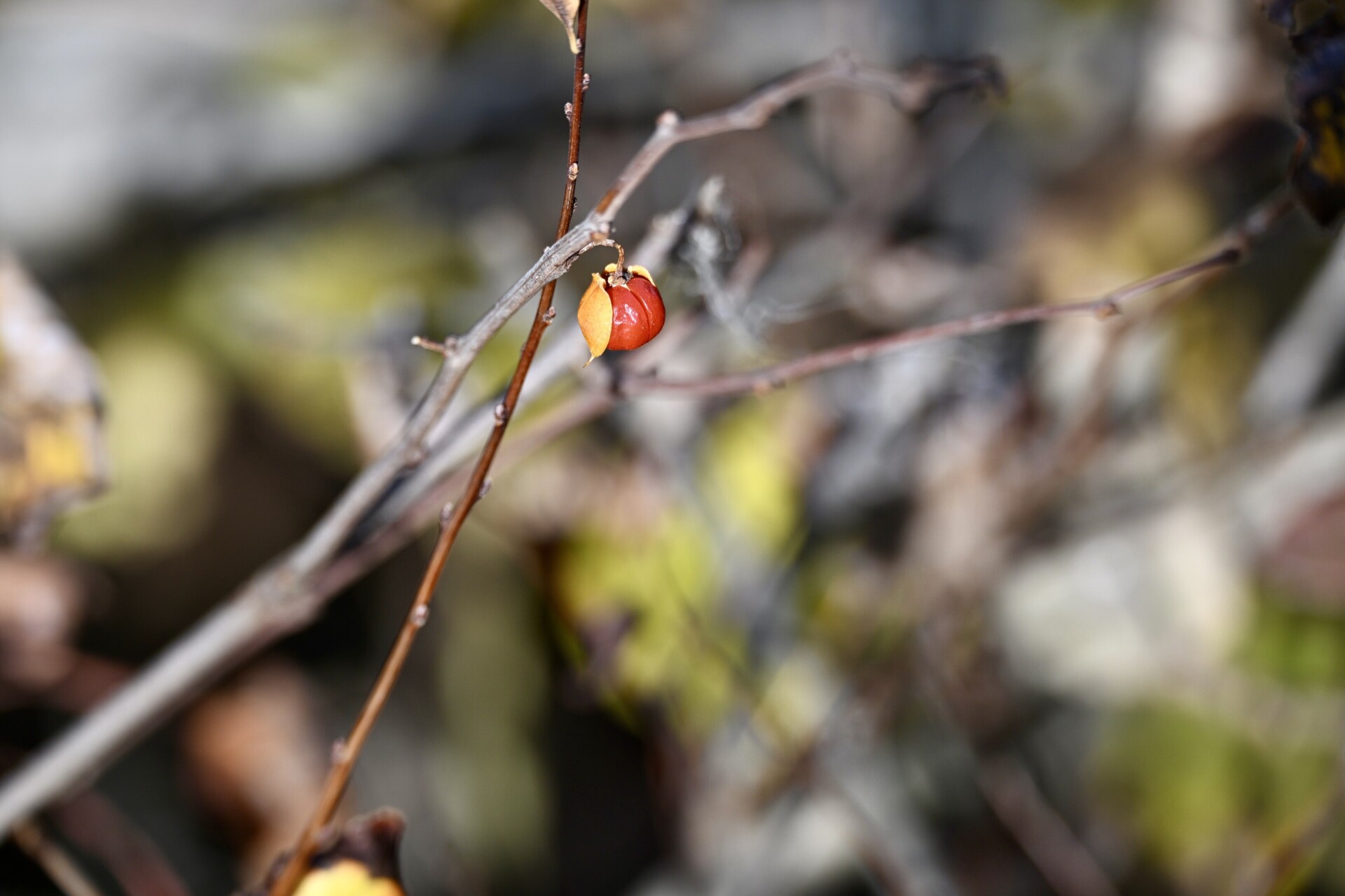 Winter Fruit