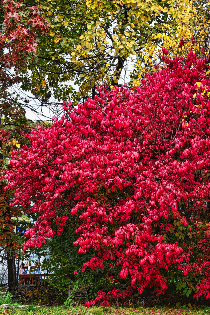 Wall of Red