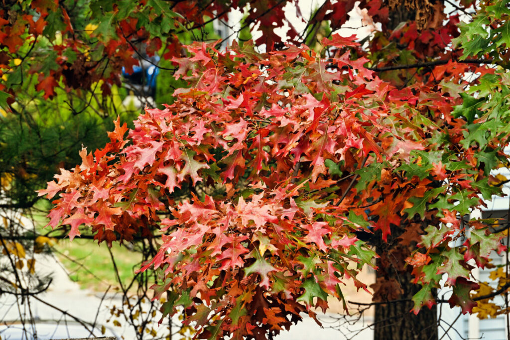 Turning Oak