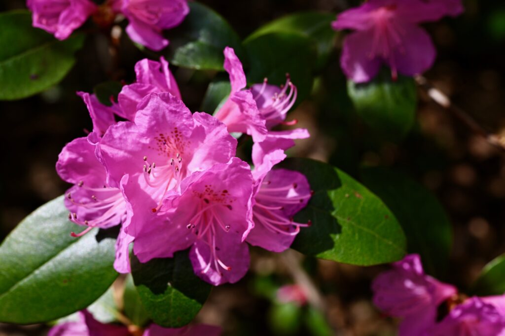 Pink Flower