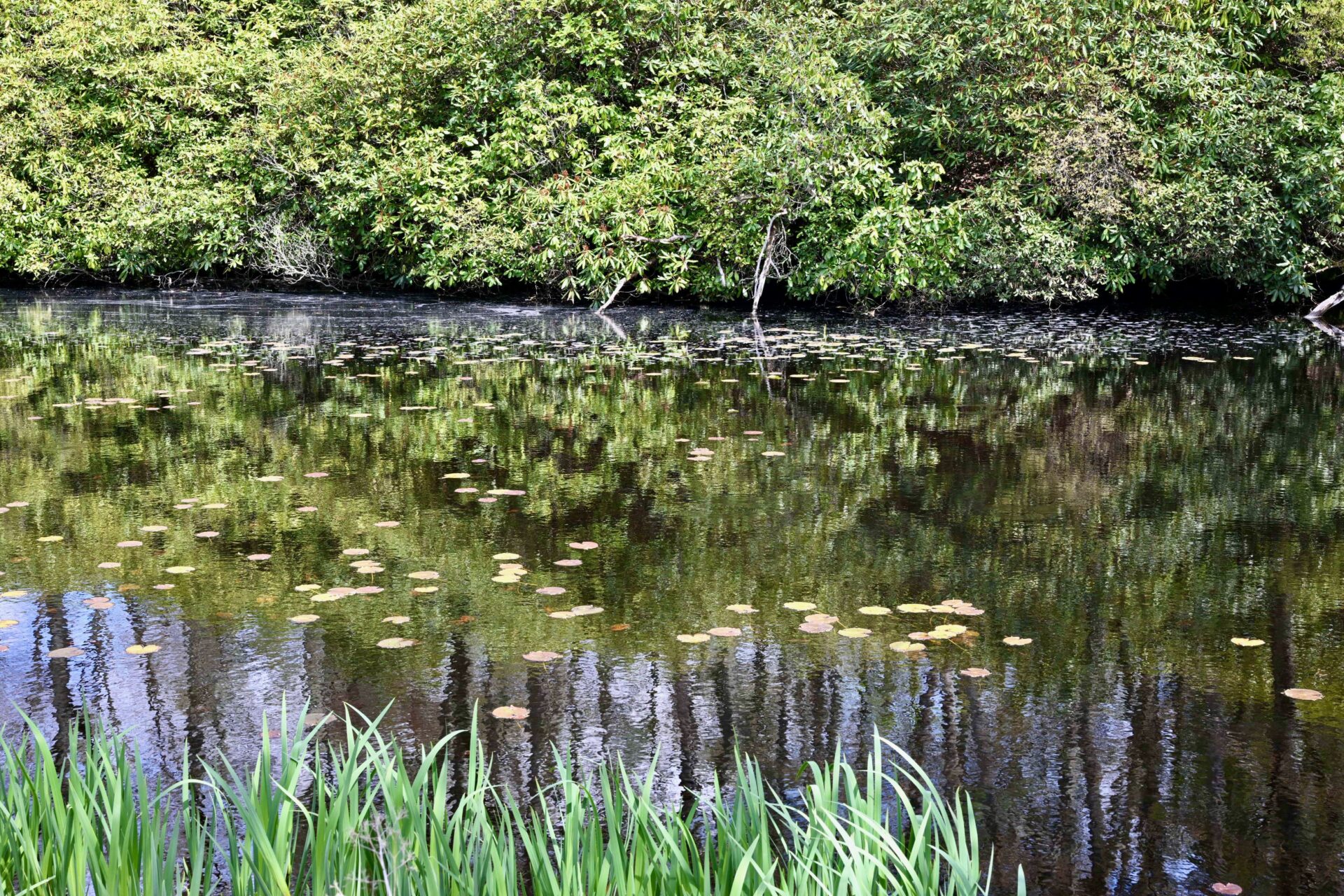 Pond